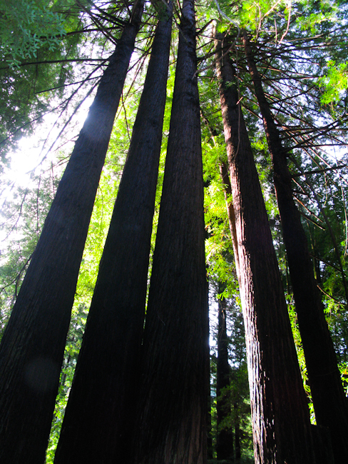 Along Route 128 ~ Anderson Valley -4515