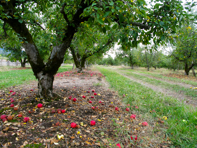 Apple Farm Apple Trees ~ Anderson Valley -4543