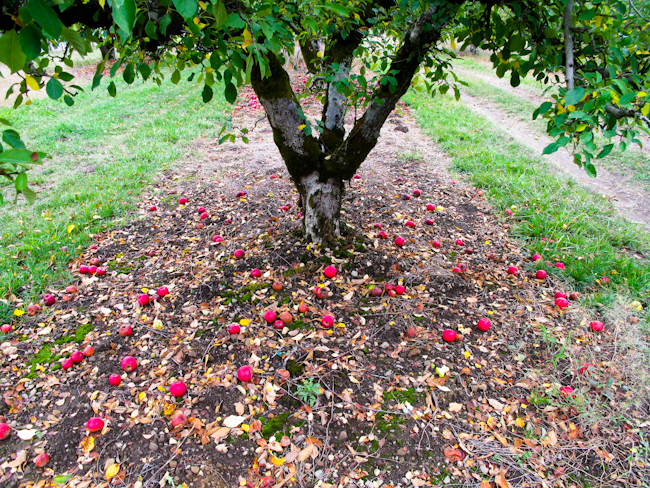 Apple Trees Organic Apple Farm ~ Anderson Valley-4542