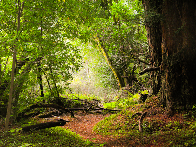 Forest Along Route 128 ~ Anderson Valley -4523