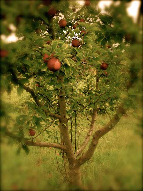 Organic Apple Farm Anderson Valley-2