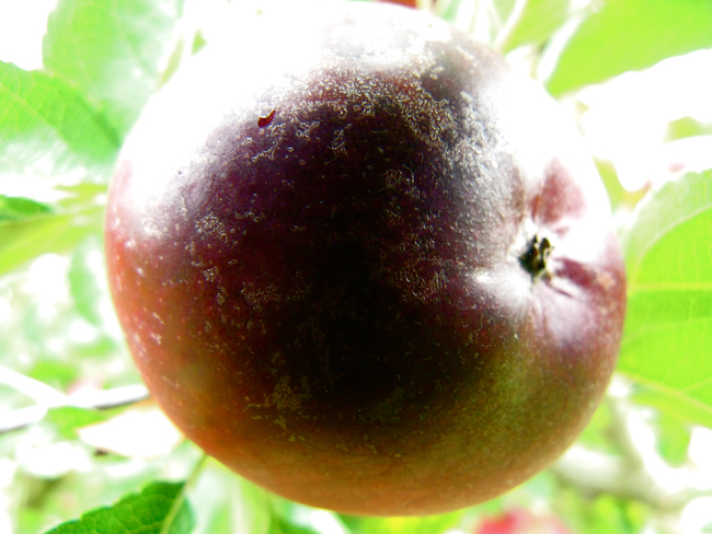 Organic Apple Farm ~ Anderson Valley (Arkansas Black Apple-2