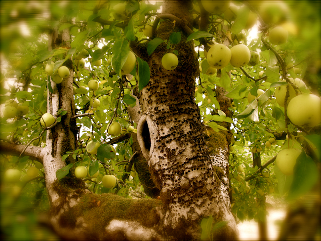 Soft Focus Apple Farm Apple Trees ~ Anderson Valley -2