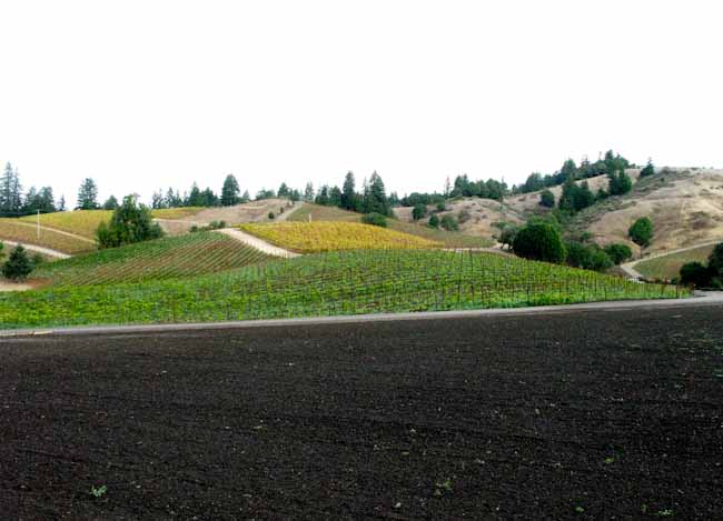Vineyards, Hillside ~ Anderson Valley-4534