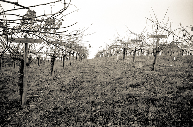Vineyards, Hillside ~ Anderson Valley B-W-253