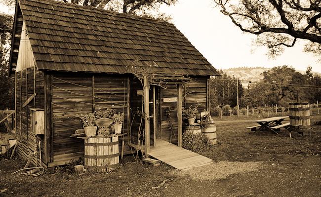 Vineyards, Hillside ~ Anderson Valley sepia-3265