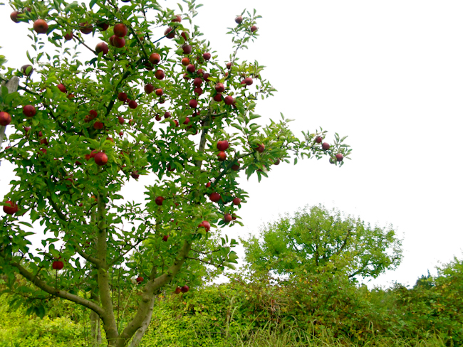 White Sky Apple Farm Apple Trees ~ Anderson Valley -2